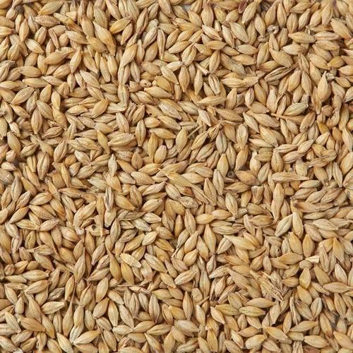 Barley Grain