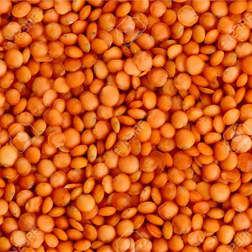 Red Lentil