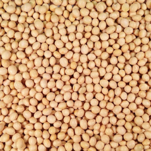 Soybean Grain